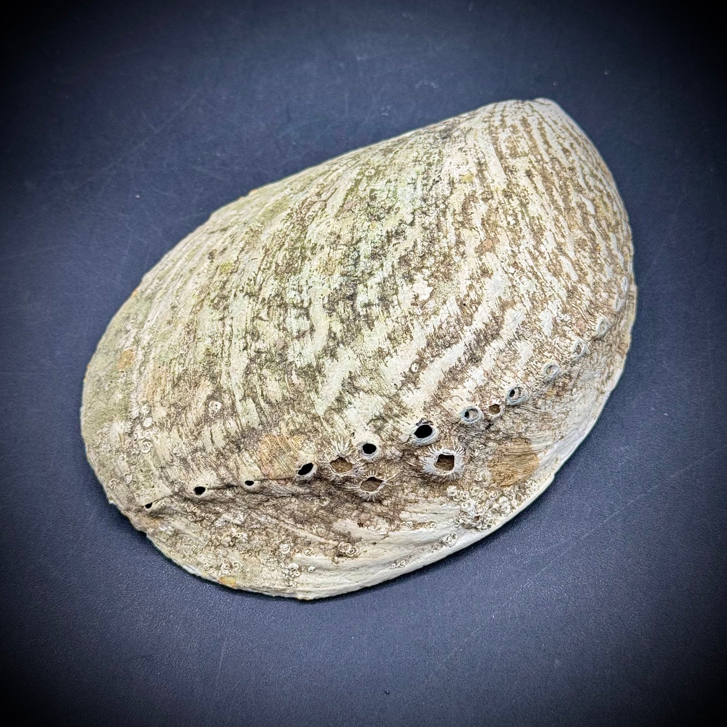 Large Opalescent Abalone Shell