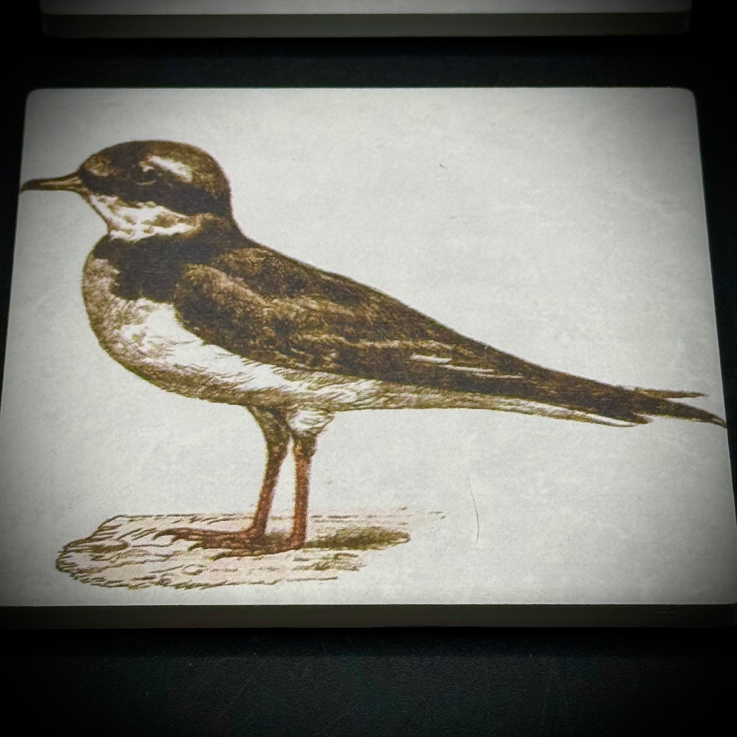 Set of Four Ceramic Sea Bird Tiles