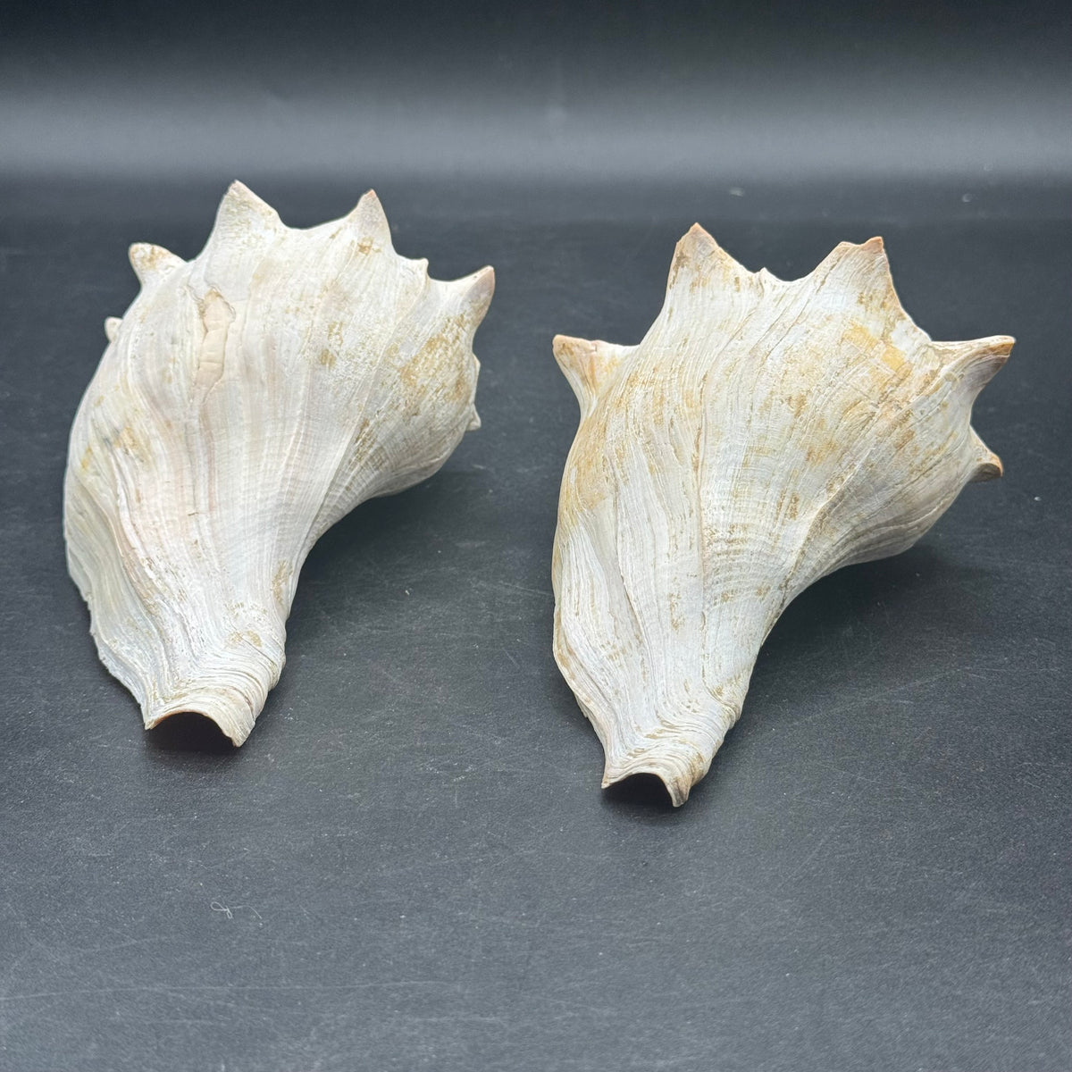 Pair of Large Whelk Sea Shells