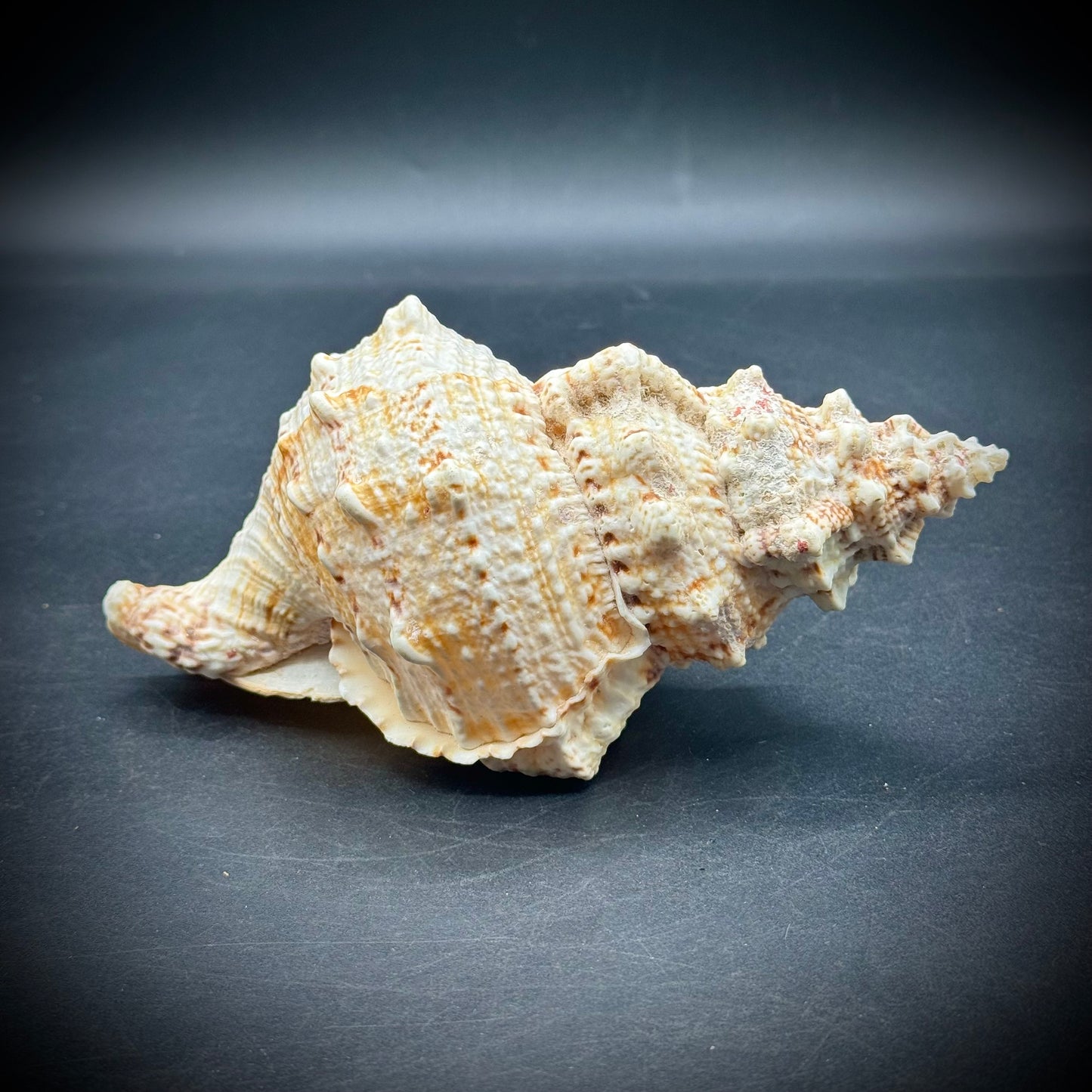 Stunning 7" Natural Conch Shell