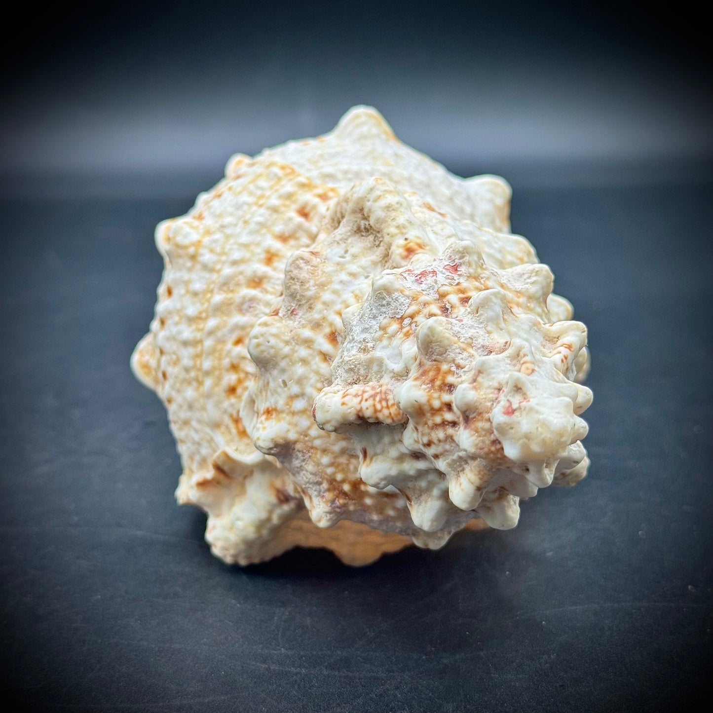 Stunning 7" Natural Conch Shell