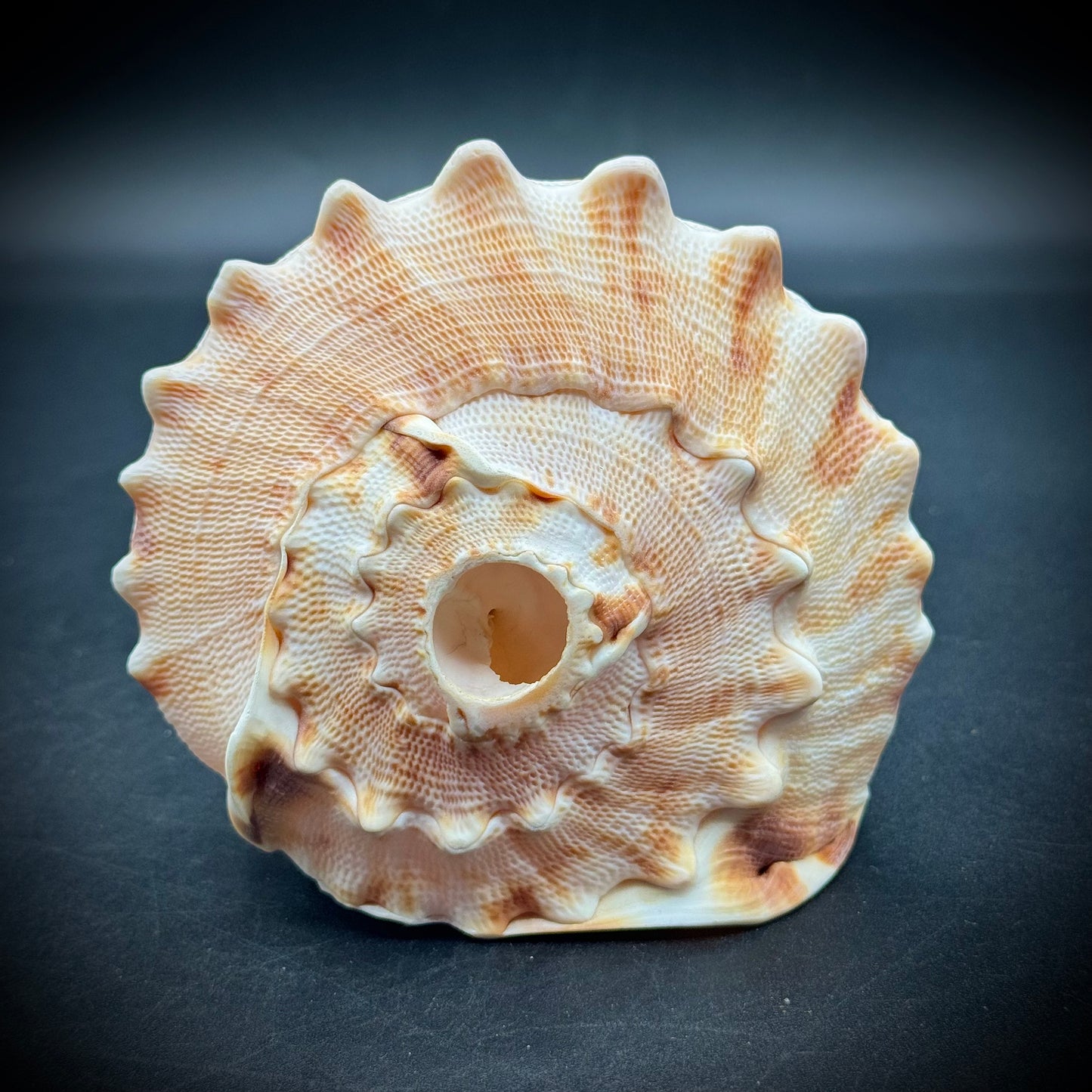 Incredible Natural Cameo Shell