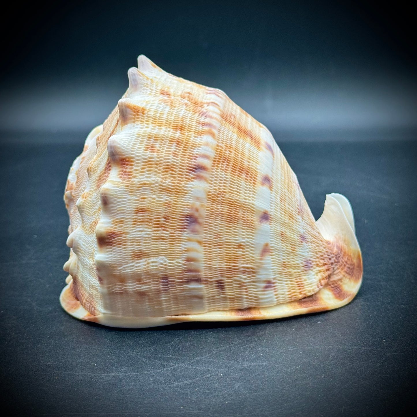 Incredible Natural Cameo Shell