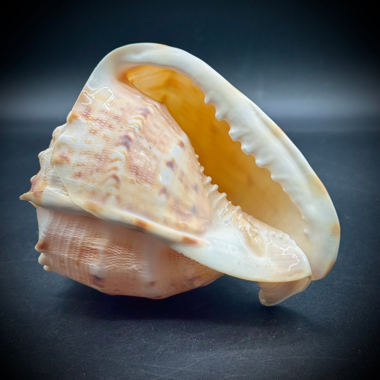 Incredible Natural Cameo Shell