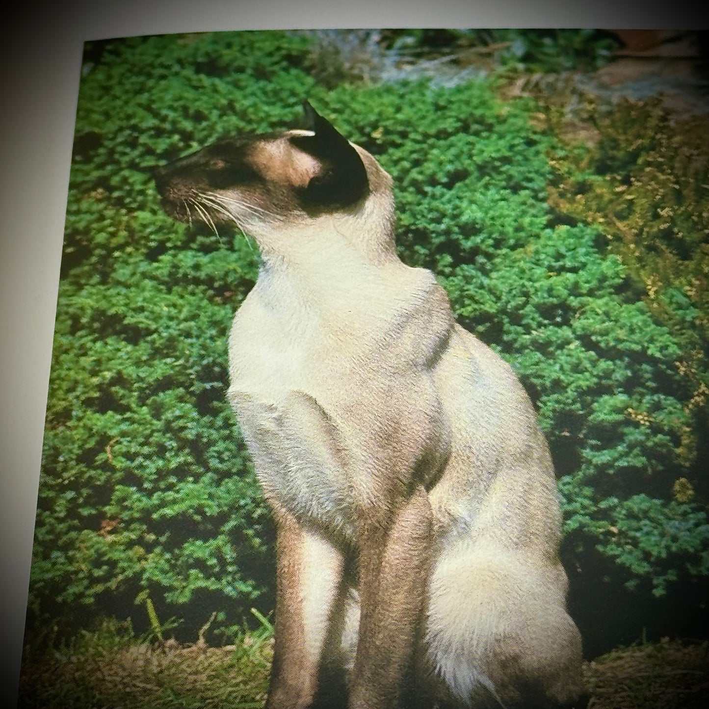 Large Coffee Table "Complete Cat Book"