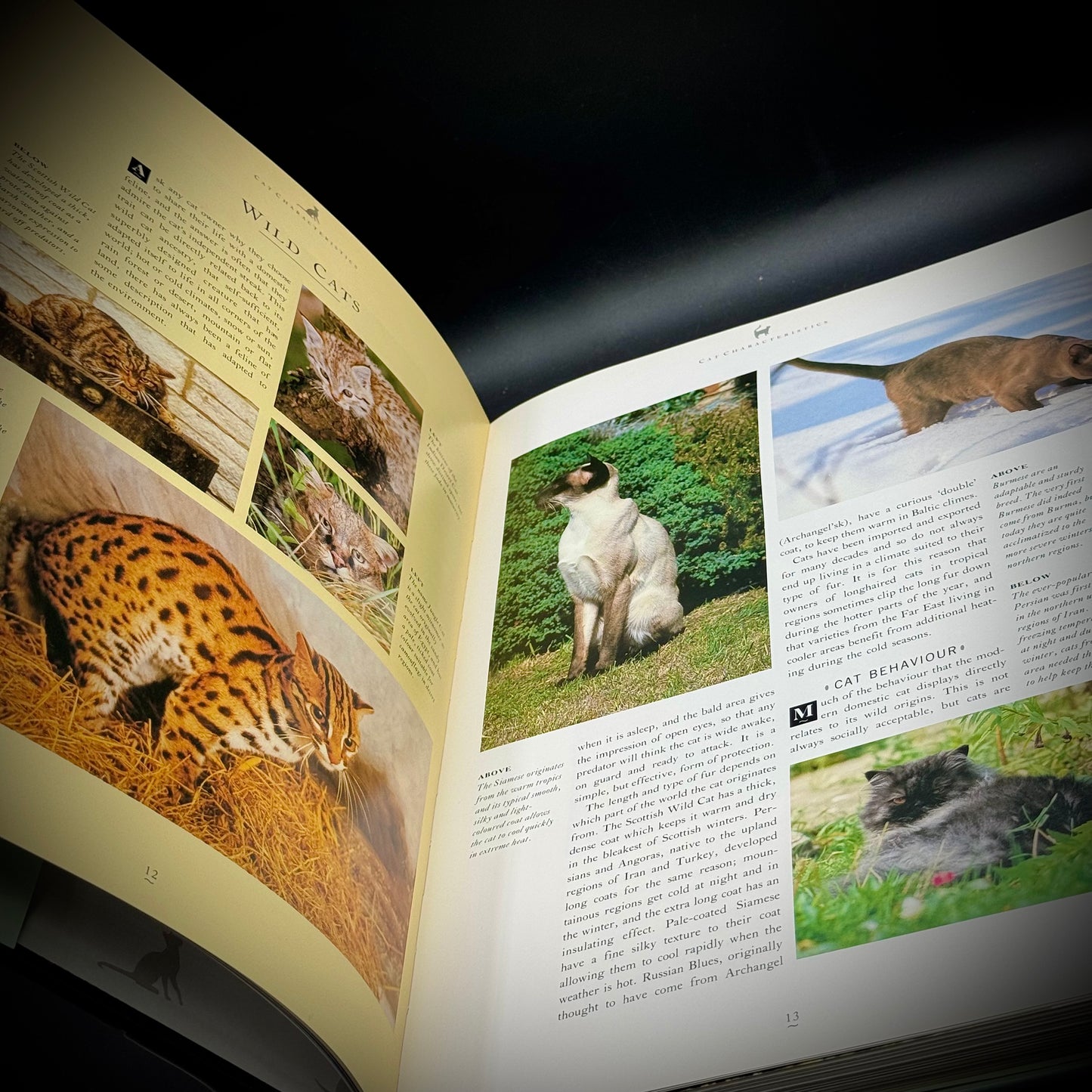 Large Coffee Table "Complete Cat Book"