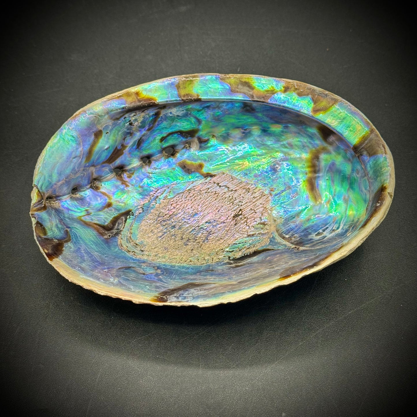 Large Opalescent Abalone Shell