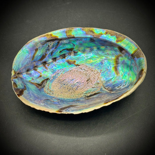 Large Opalescent Abalone Shell