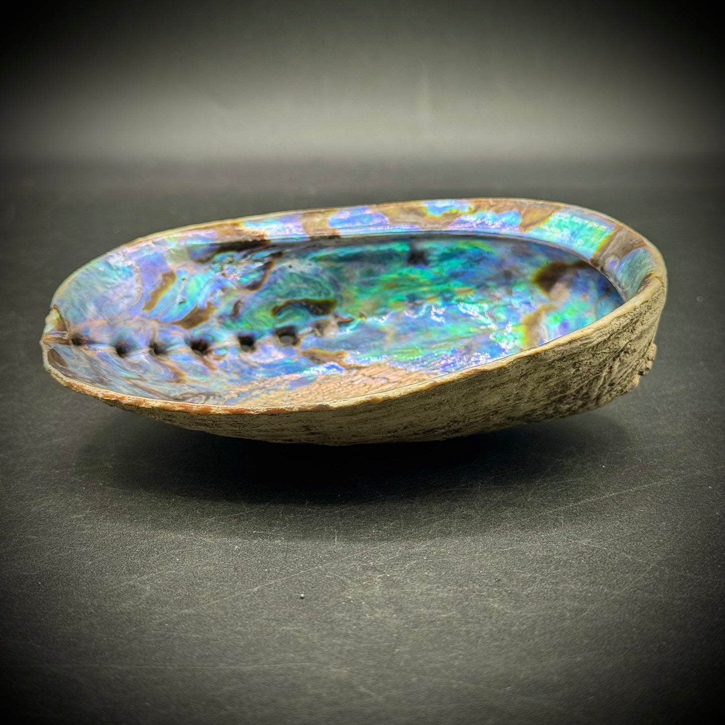 Large Opalescent Abalone Shell