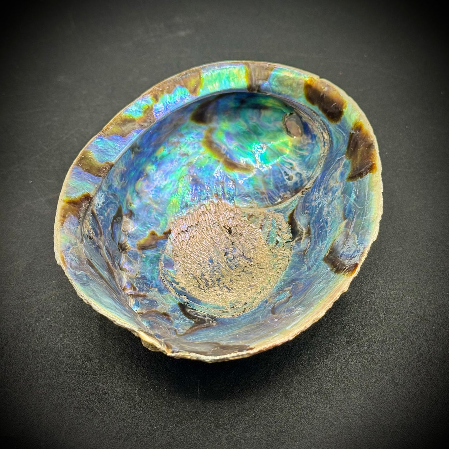 Large Opalescent Abalone Shell – Picker Road Boutique