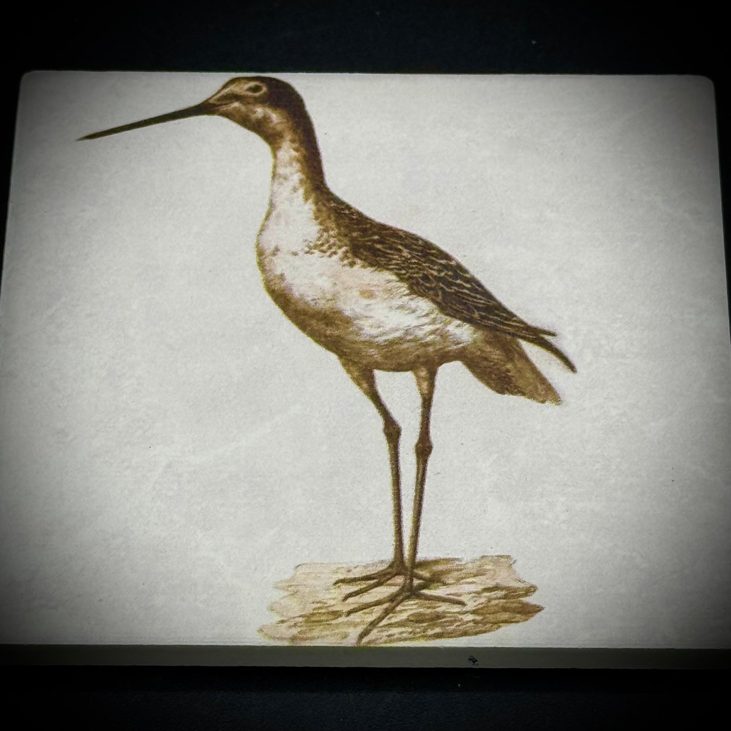 Set of Four Ceramic Sea Bird Tiles