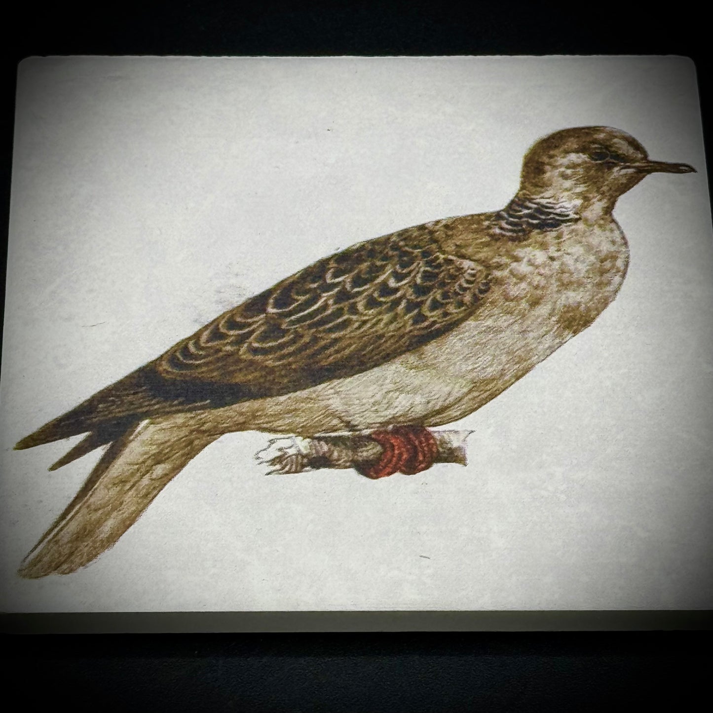 Set of Four Ceramic Sea Bird Tiles
