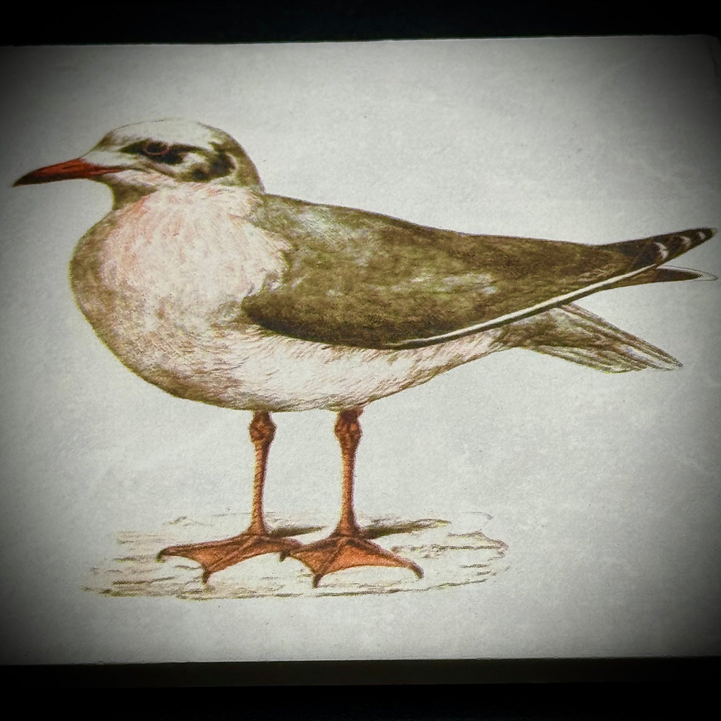Set of Four Ceramic Sea Bird Tiles