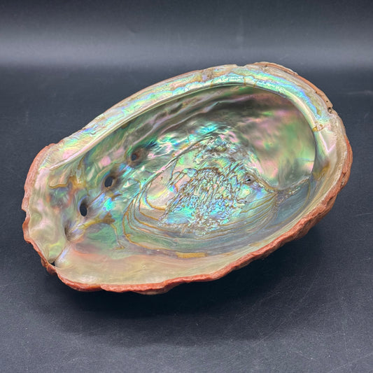 Stunning Large Abalone Shell