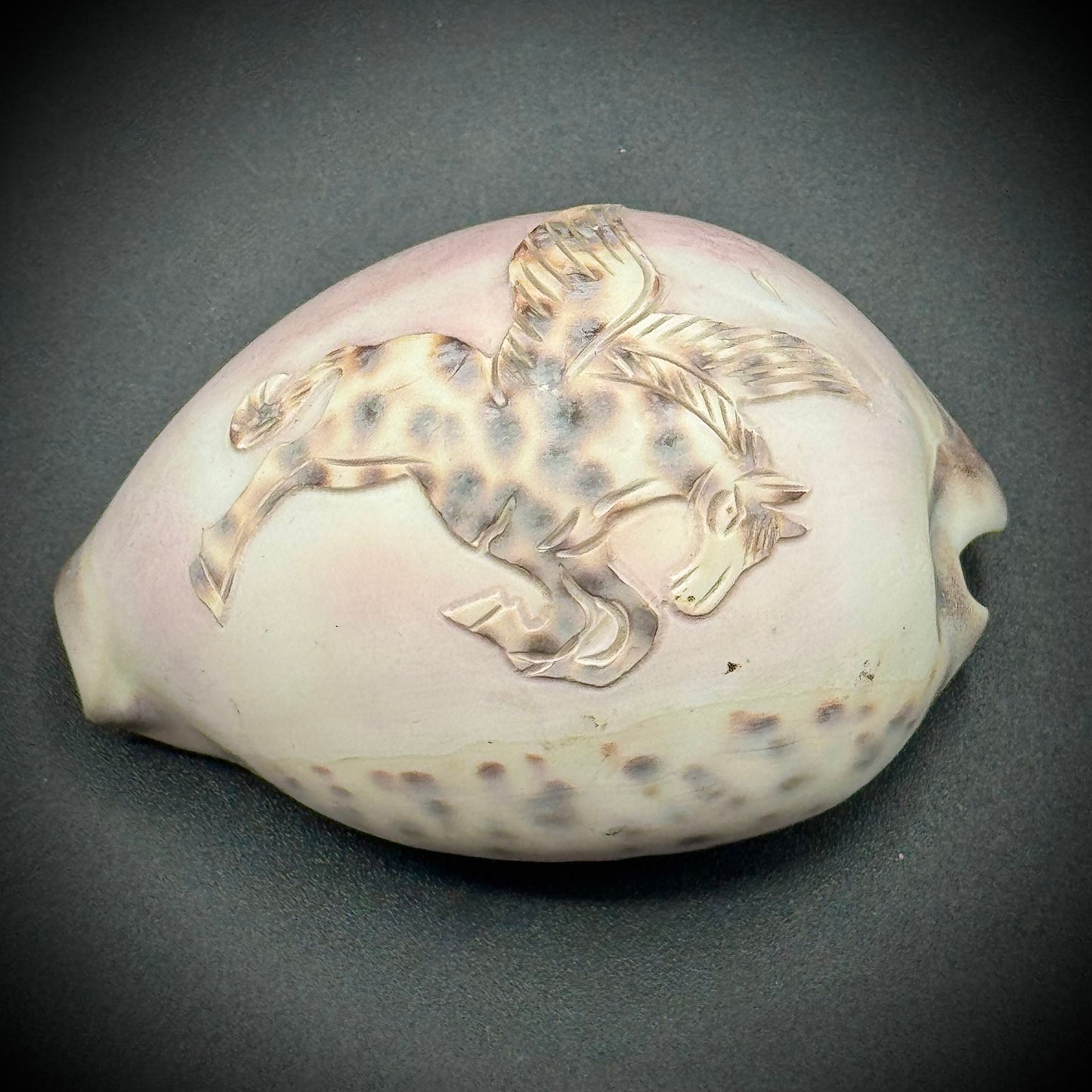 Carved Cowrie Shell with Pegasus Design