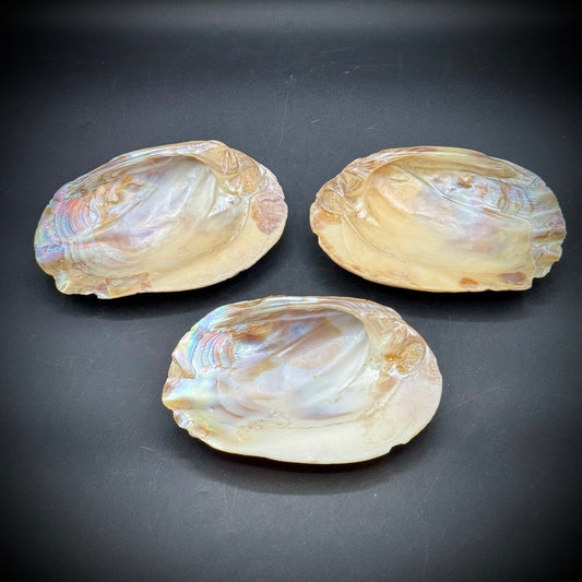 Set of 3 Stunning Abalone Shells