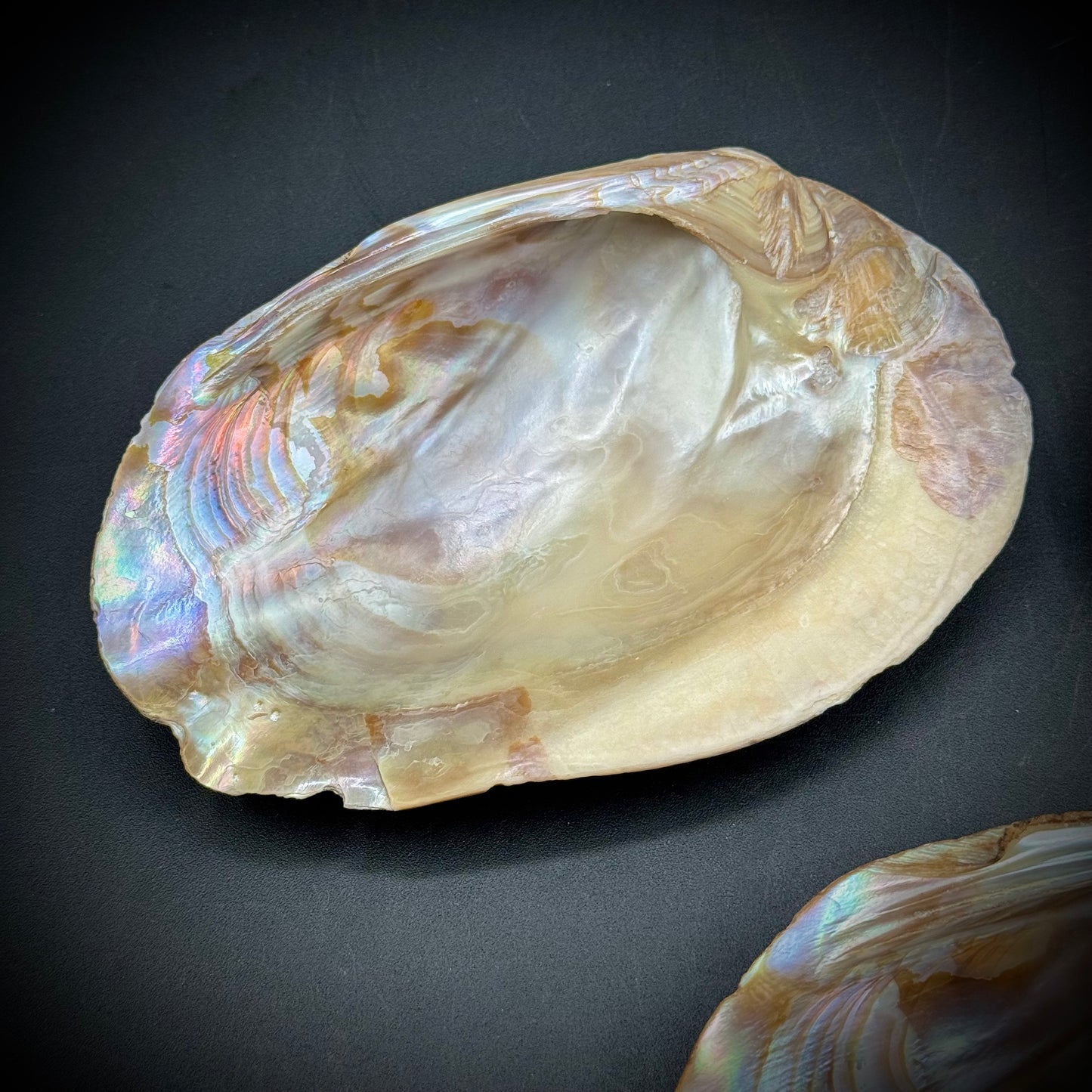 Set of 3 Stunning Abalone Shells