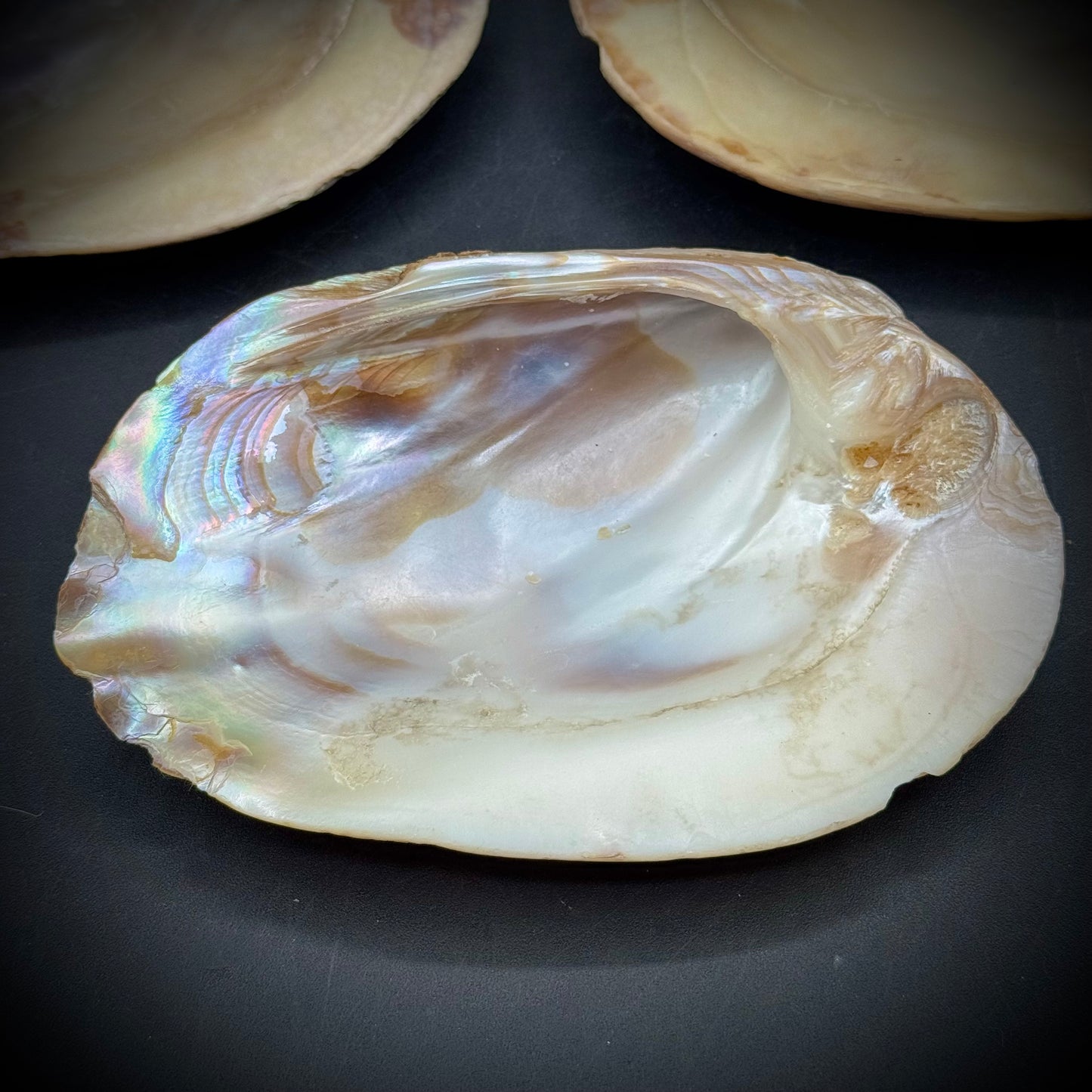 Set of 3 Stunning Abalone Shells