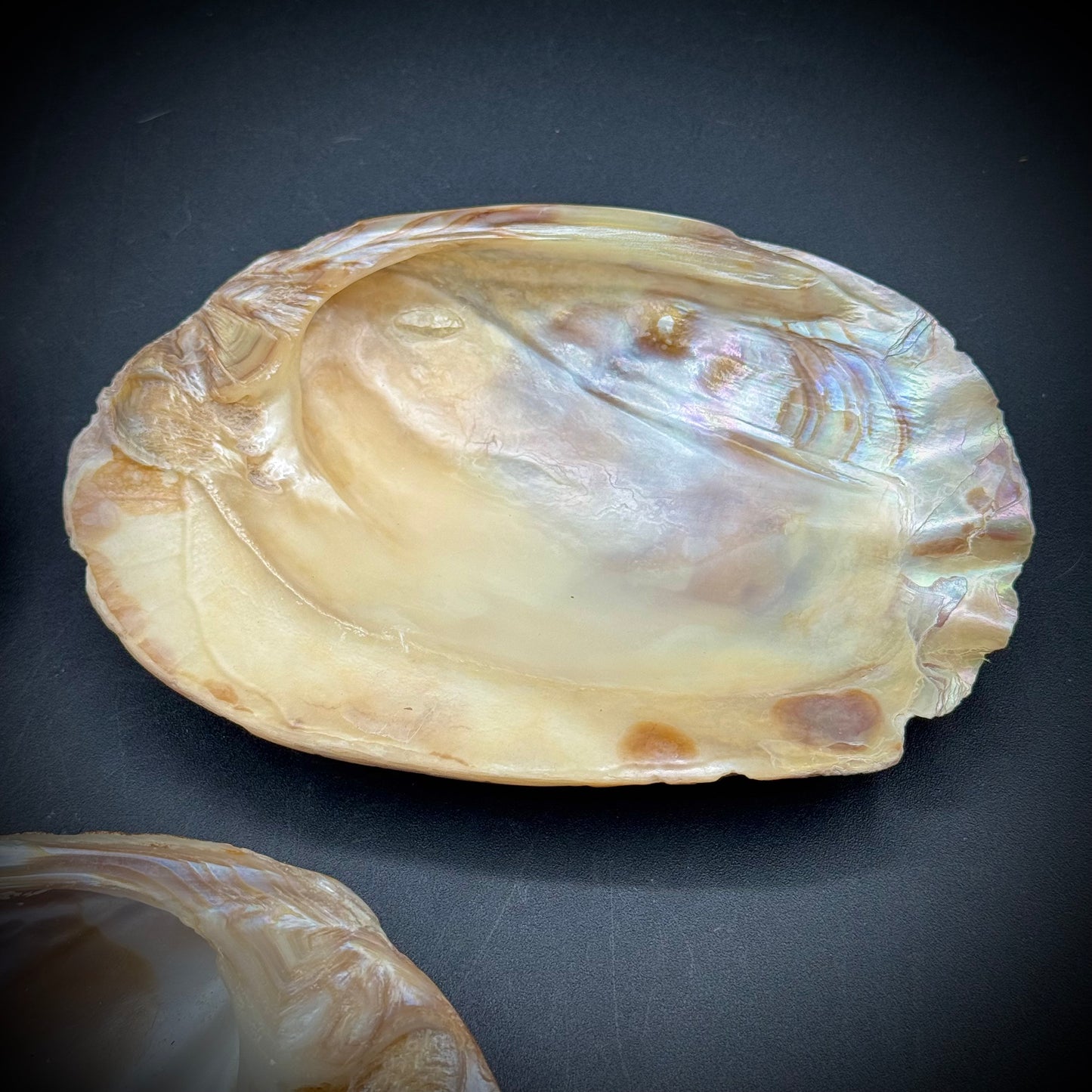 Set of 3 Stunning Abalone Shells