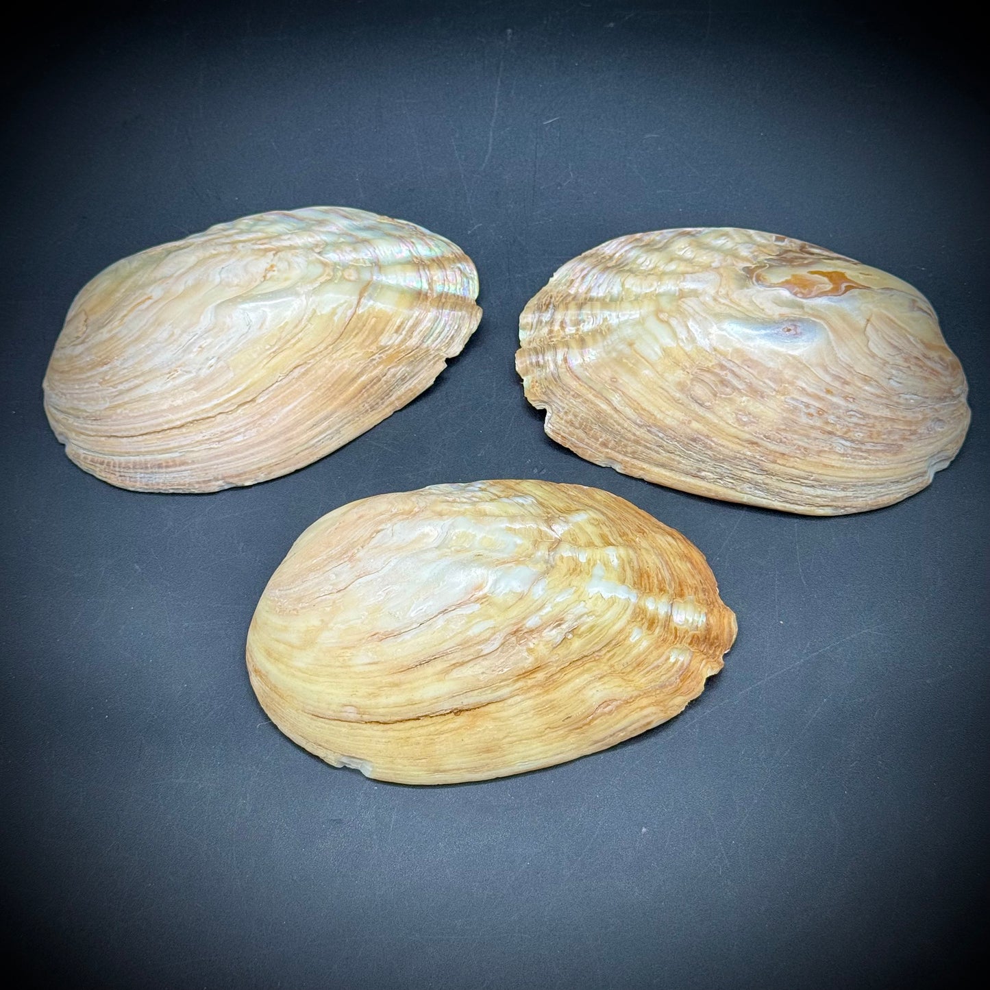 Set of 3 Stunning Abalone Shells