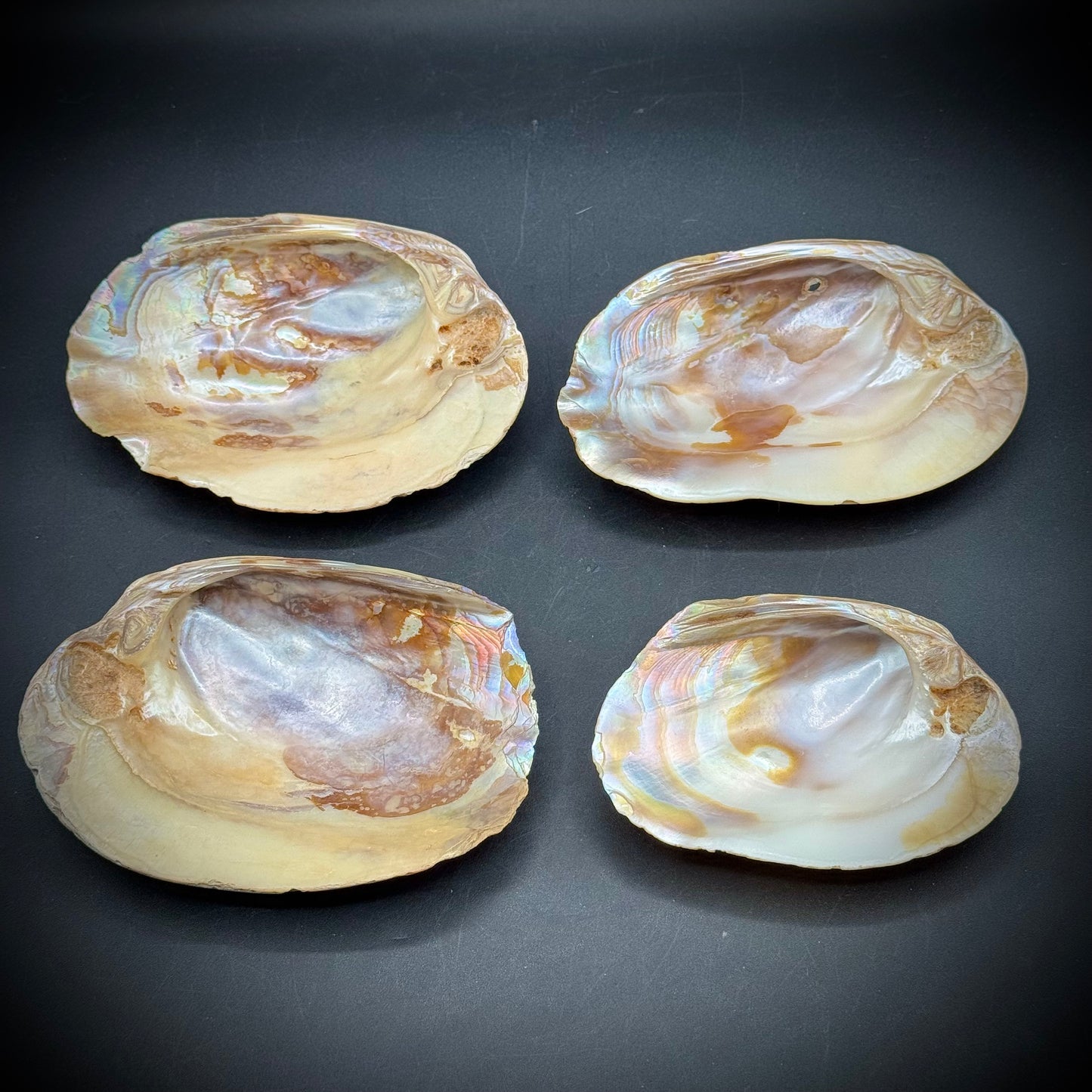 Set of 4 Stunning Abalone Shells