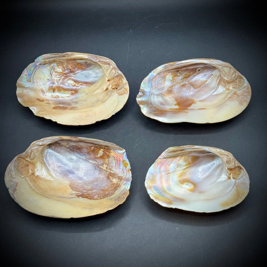 Set of 4 Stunning Abalone Shells
