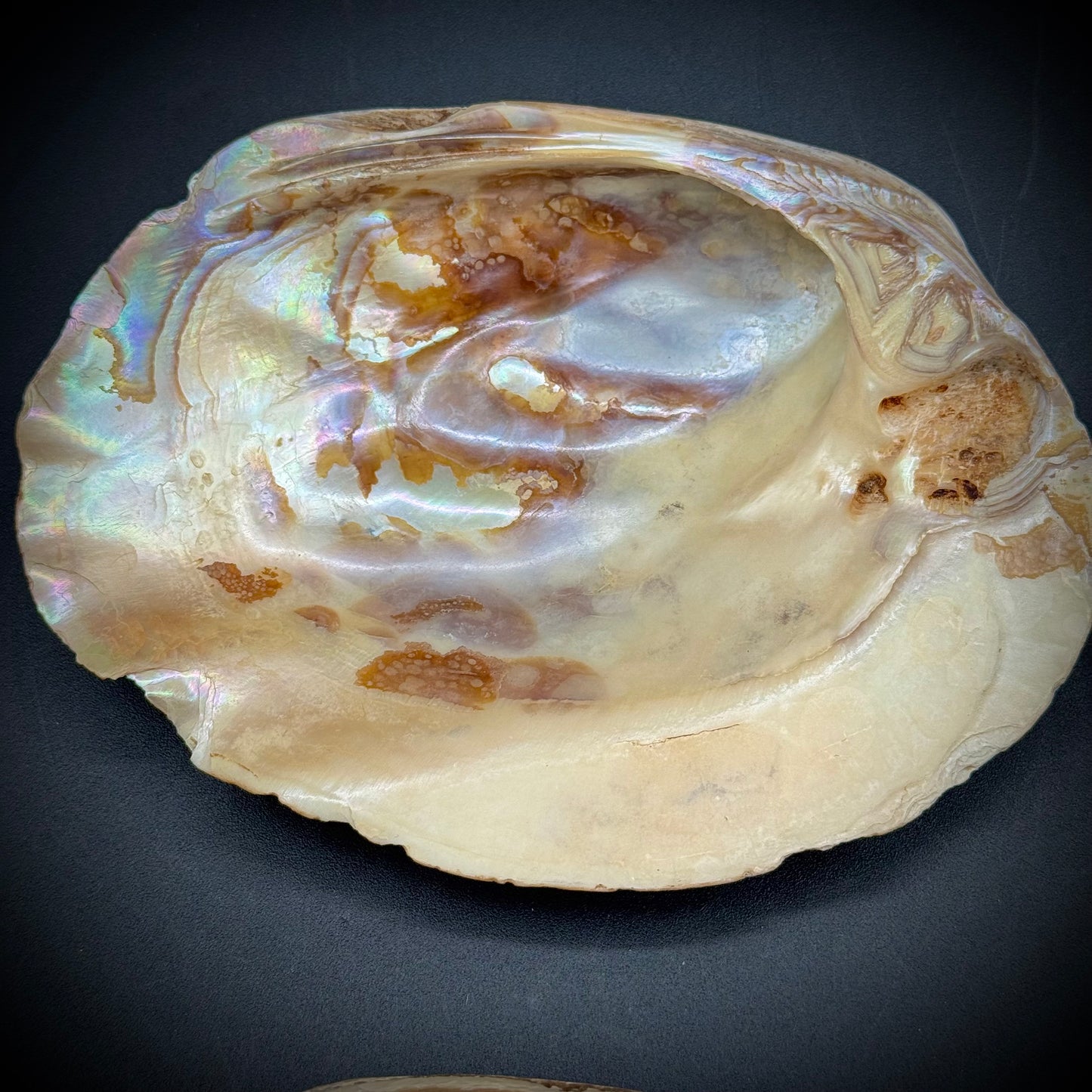 Set of 4 Stunning Abalone Shells