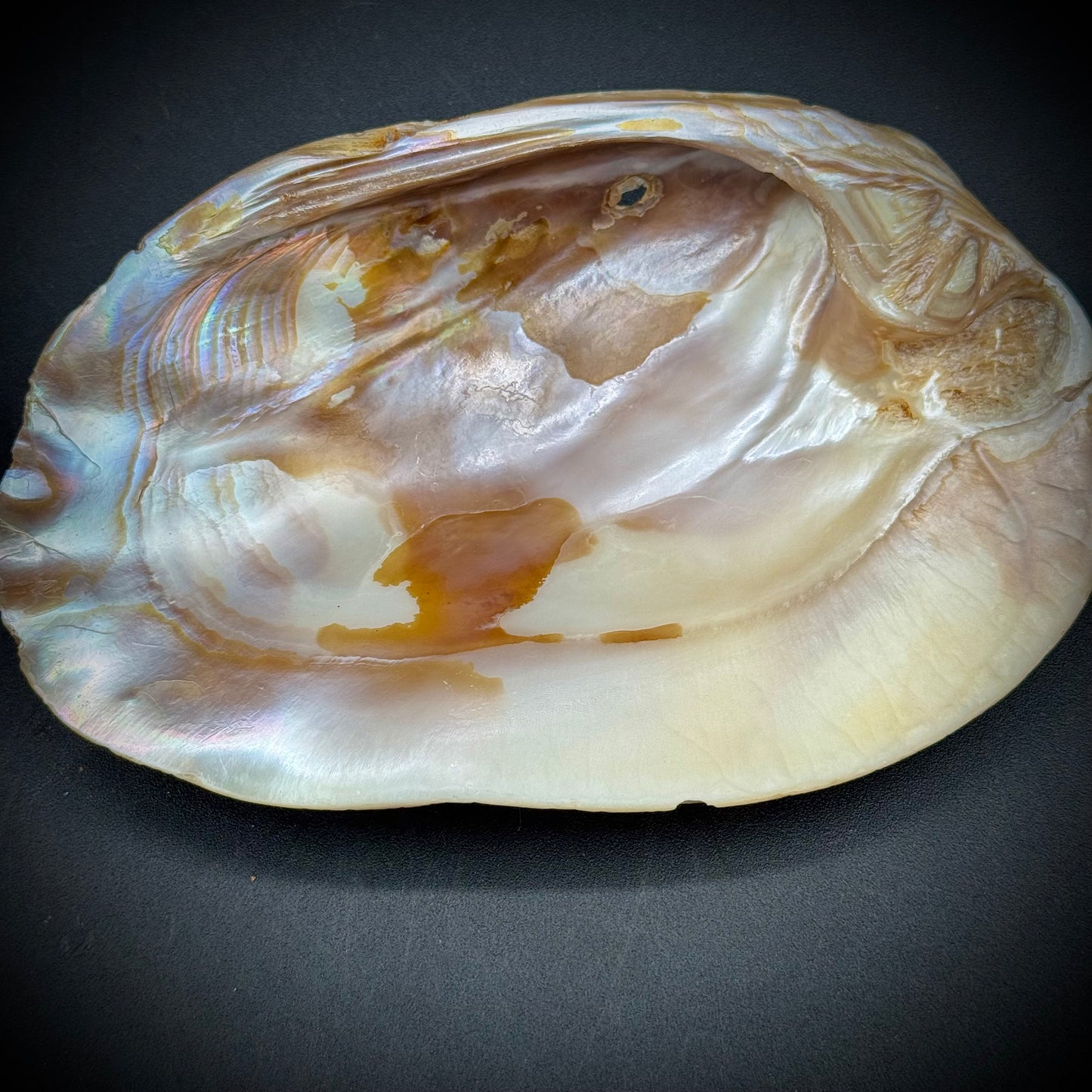 Set of 4 Stunning Abalone Shells