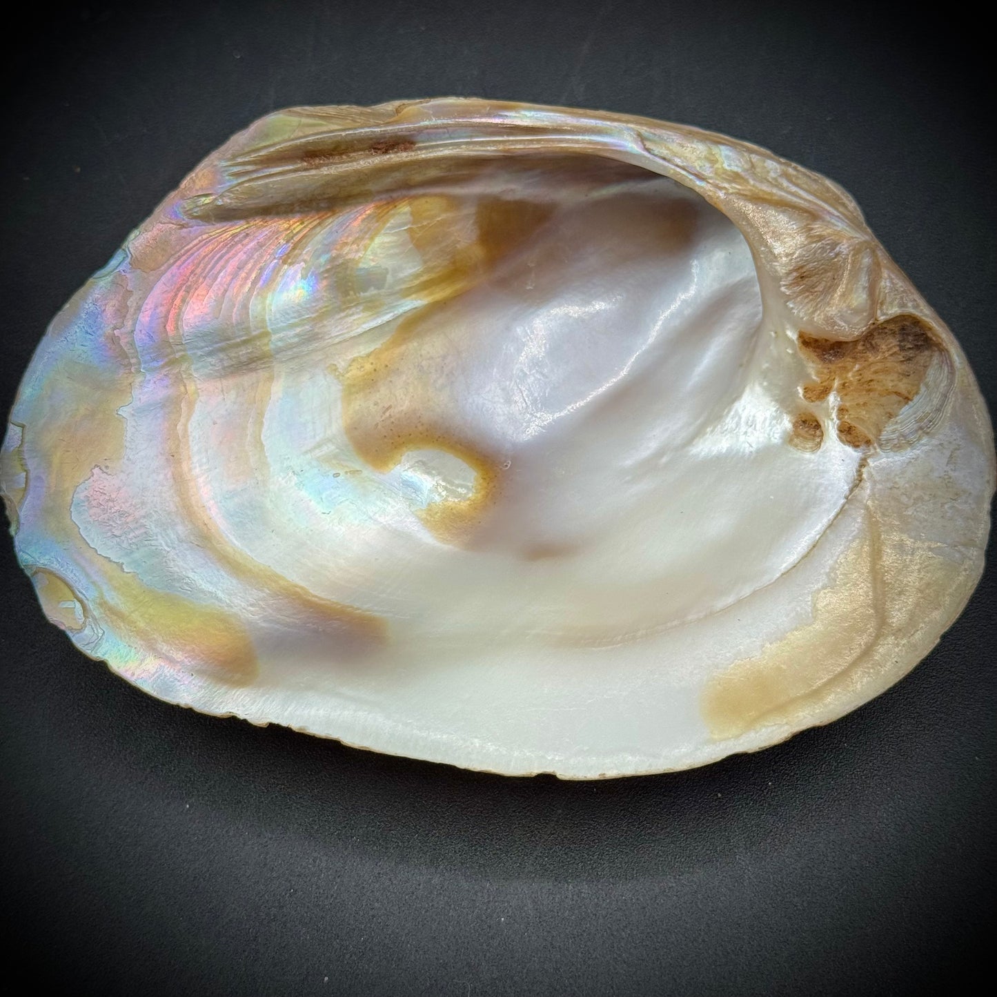 Set of 4 Stunning Abalone Shells