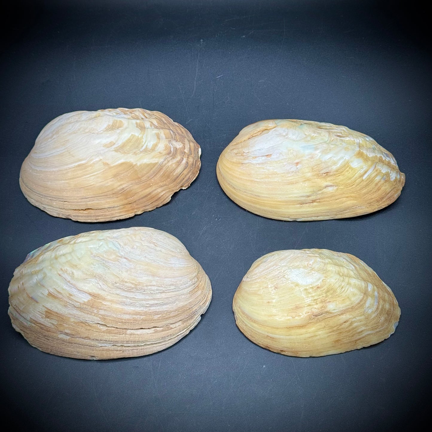 Set of 4 Stunning Abalone Shells