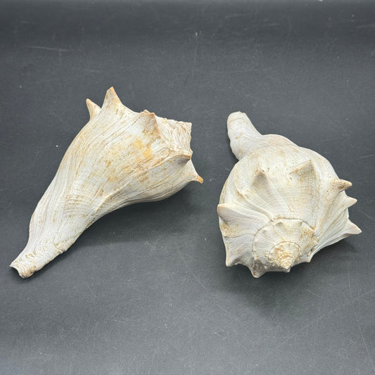 Pair of Large Whelk Sea Shells
