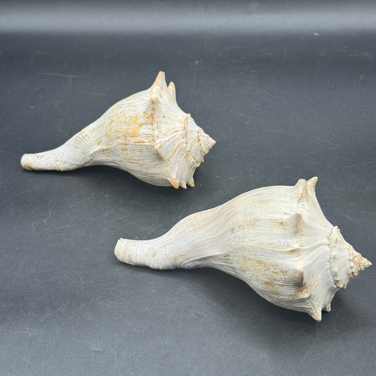Pair of Large Whelk Sea Shells