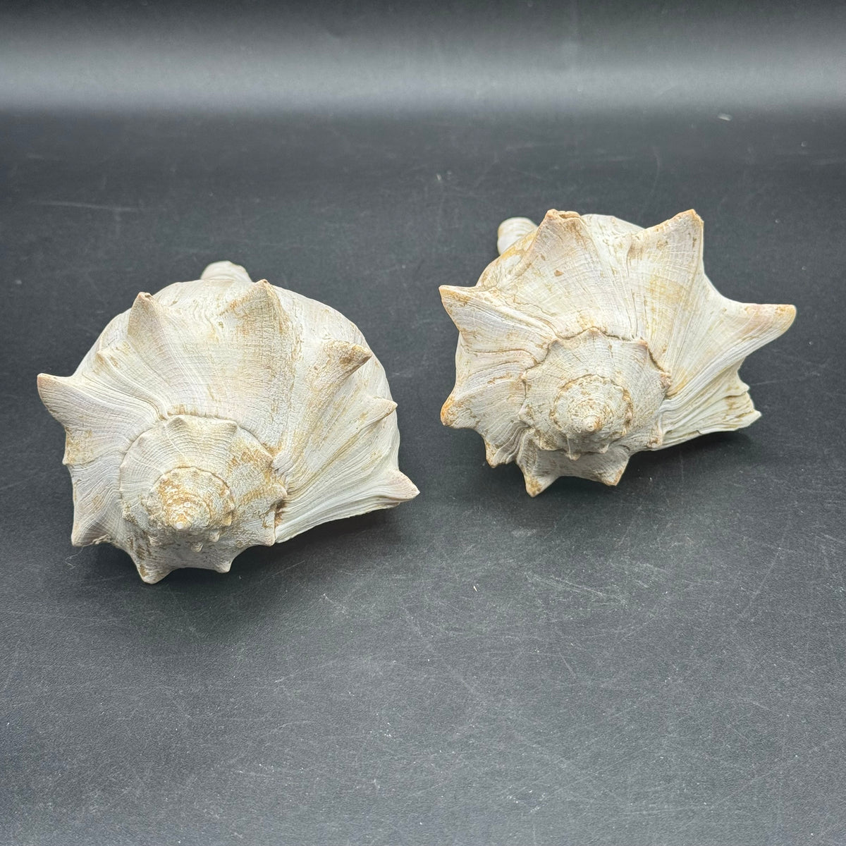 Pair of Large Whelk Sea Shells