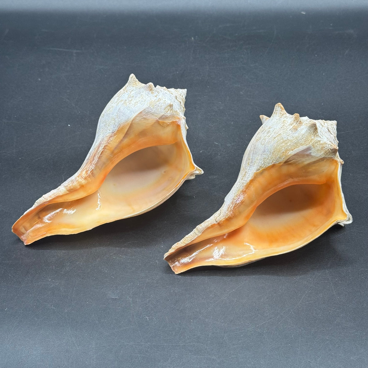 Pair of Large Whelk Sea Shells