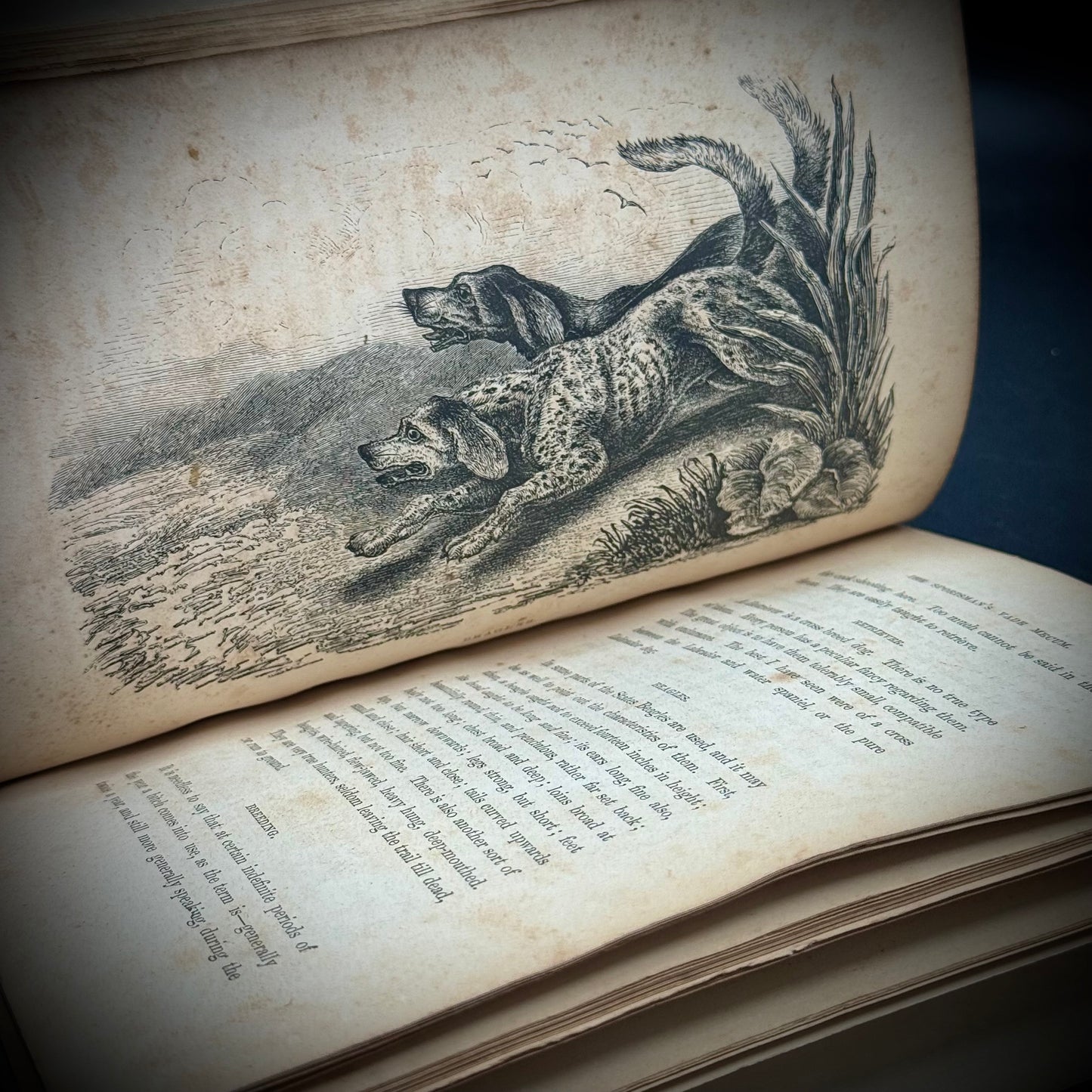 RARE 1853 Antiquarian Book "Dinks on Dogs" Edited by Frank Forester