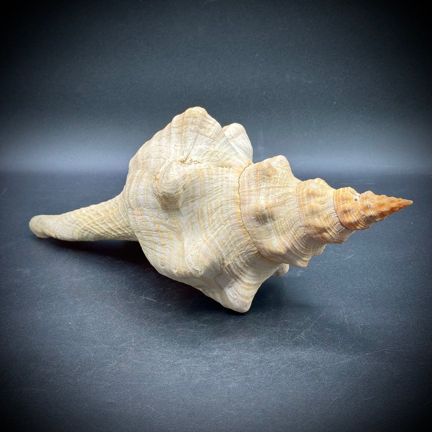 Giant 12.5" Horse Conch Shell
