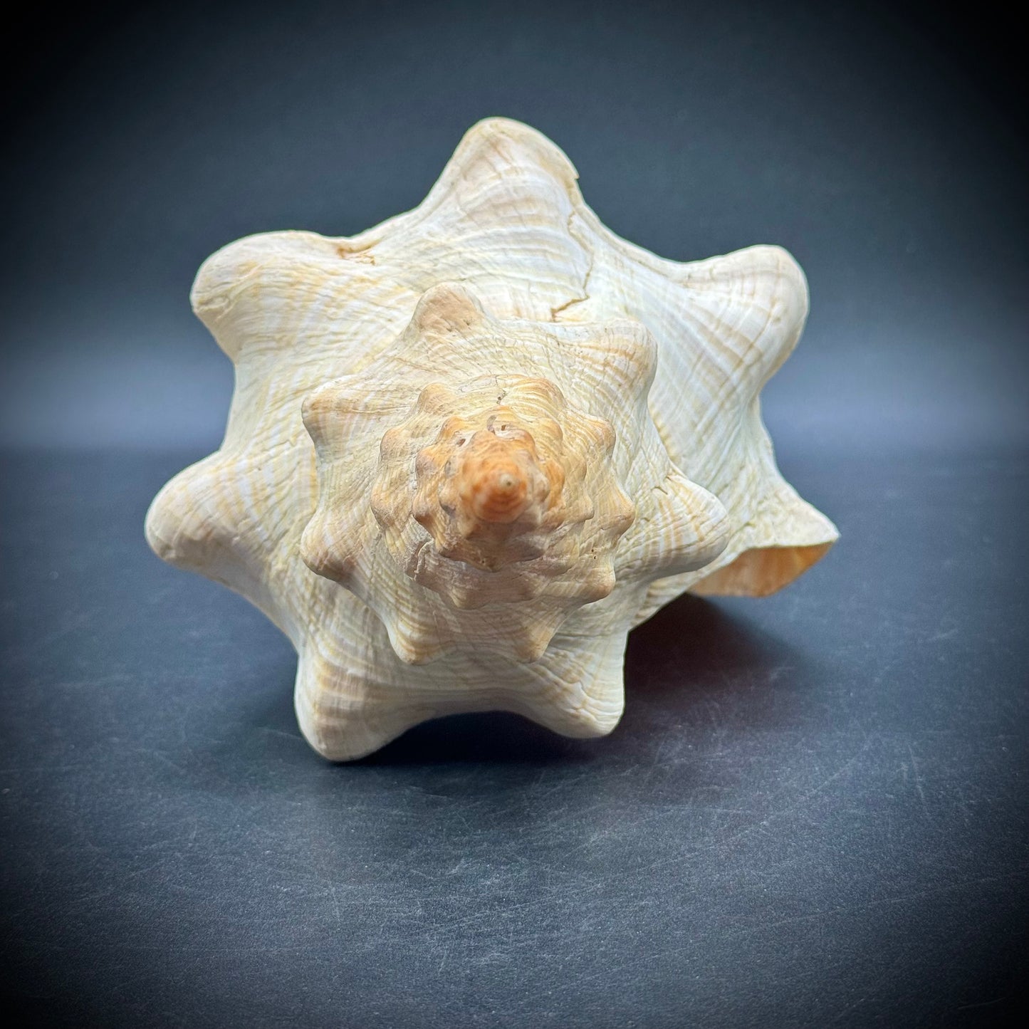 Giant 12.5" Horse Conch Shell