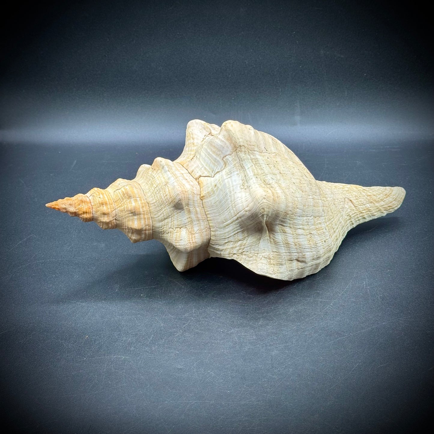 Giant 12.5" Horse Conch Shell