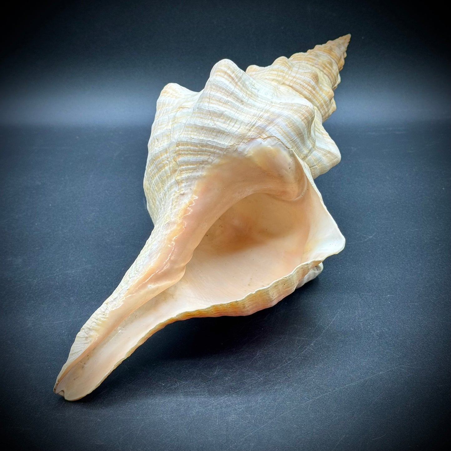 Giant 12.5" Horse Conch Shell