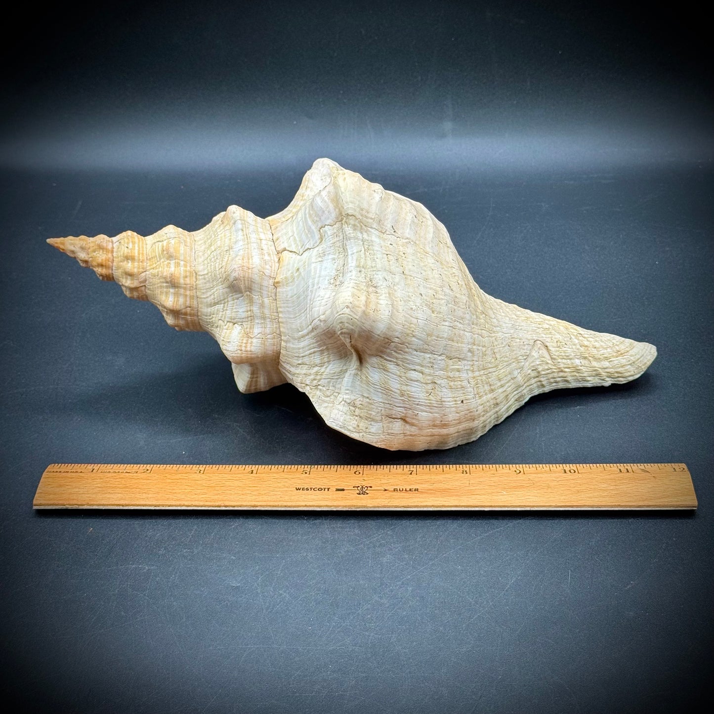 Giant 12.5" Horse Conch Shell