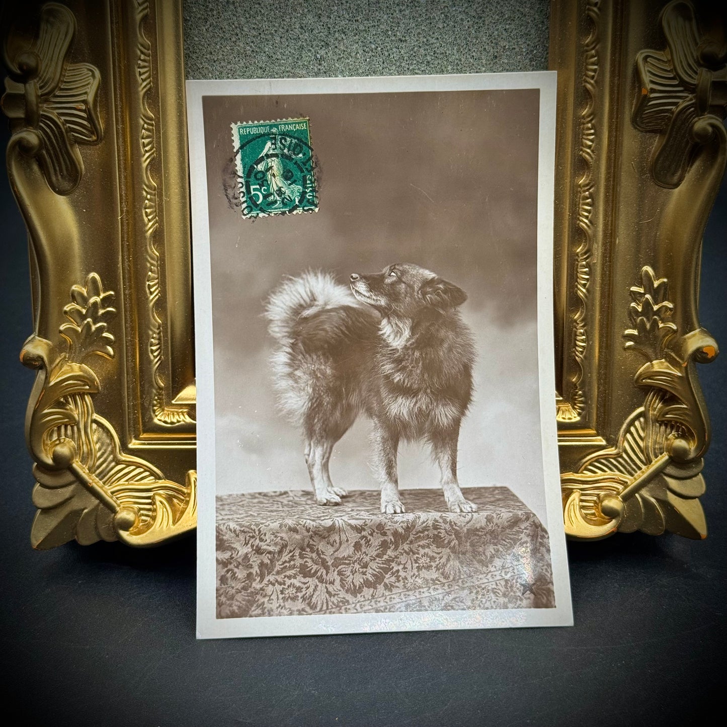 Gold Ornate Frame with Antique French Dog Postcard
