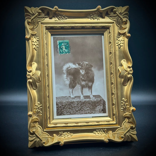 Gold Ornate Frame with Antique French Dog Postcard