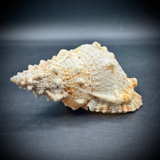 Stunning 7" Natural Conch Shell