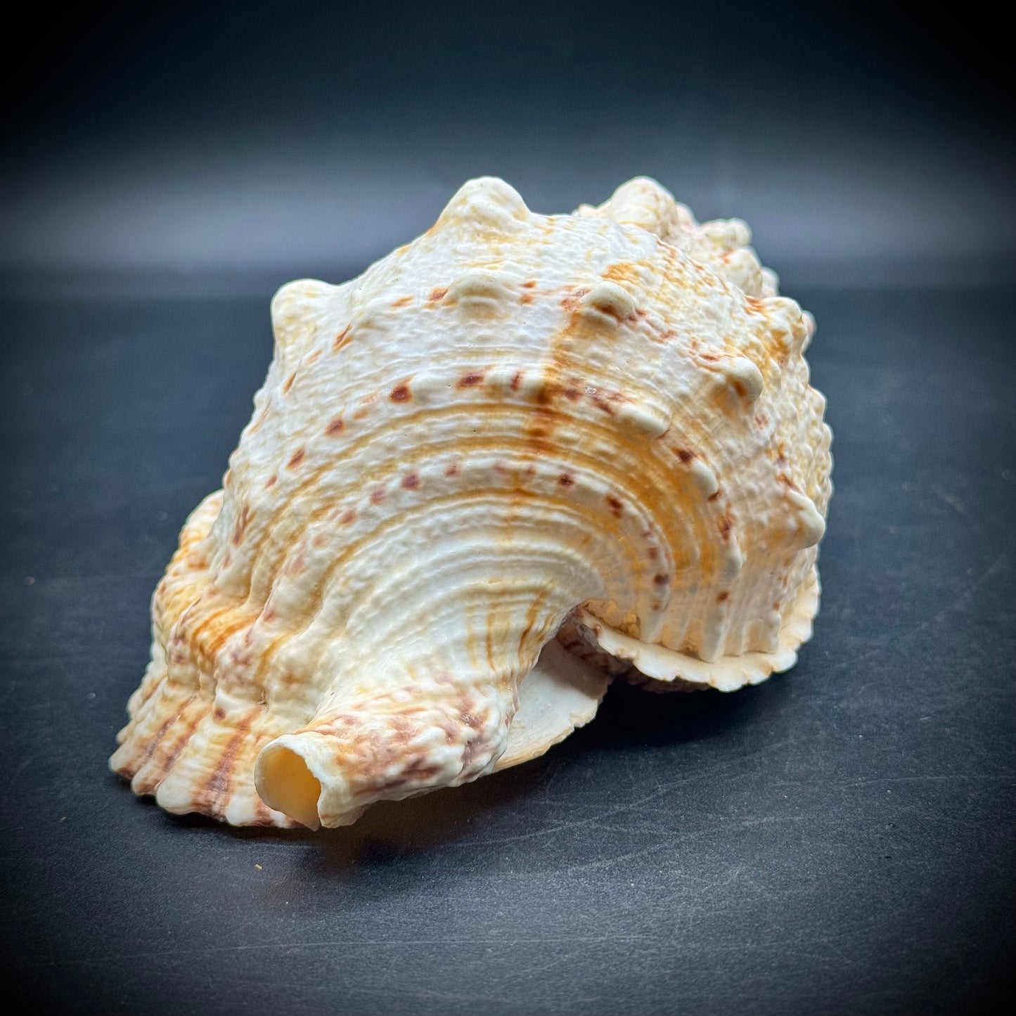 Stunning 7" Natural Conch Shell