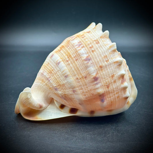 Incredible Natural Cameo Shell