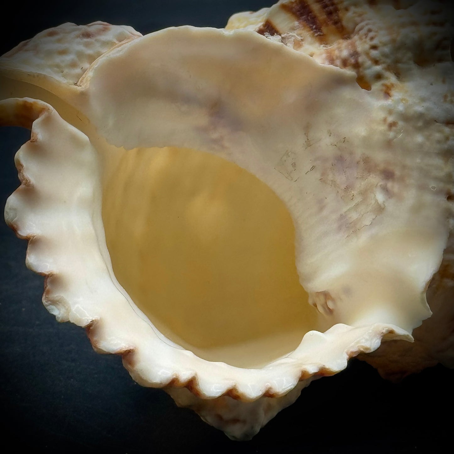 Stunning 7" Natural Conch Shell