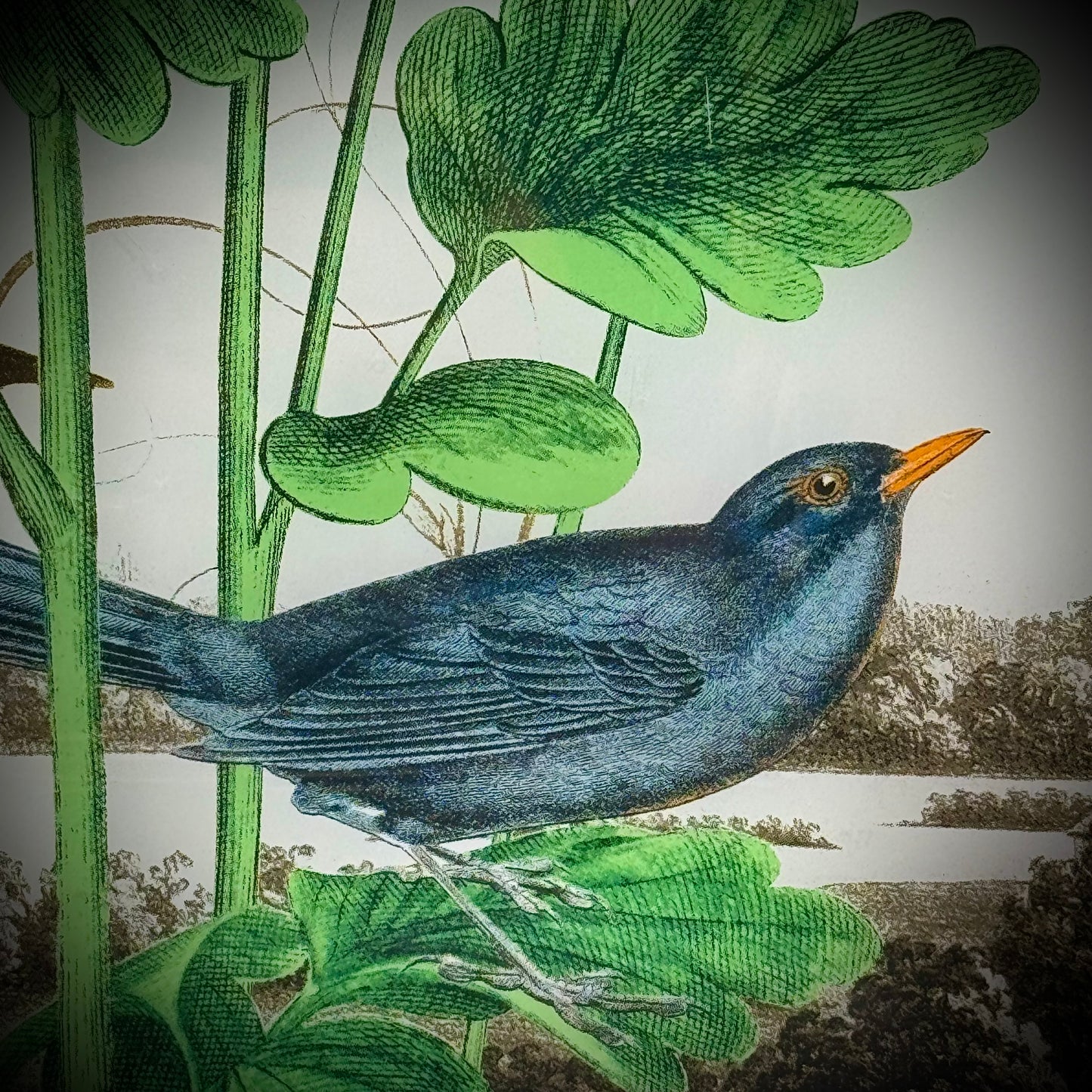 Convex Dish with Vintage Bird Design