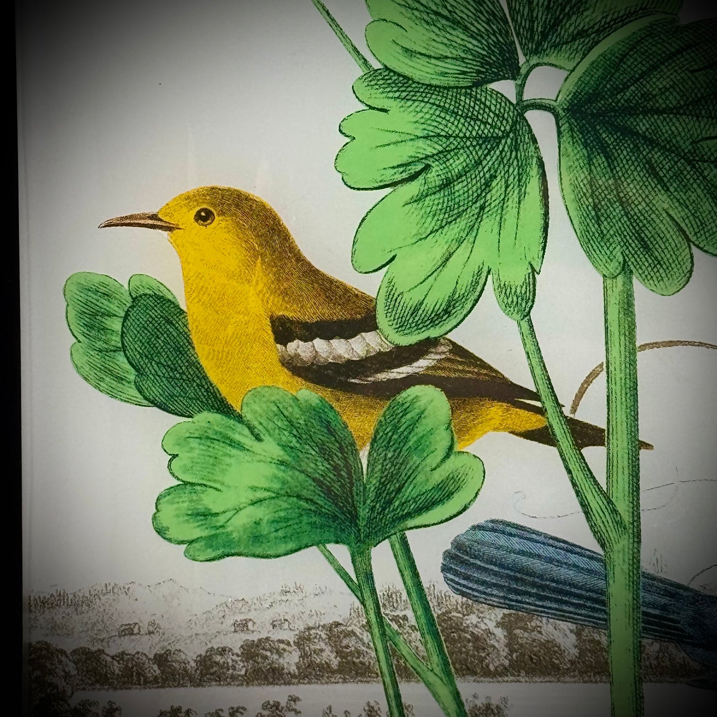 Convex Dish with Vintage Bird Design