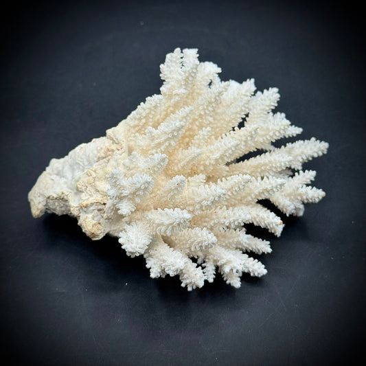 Coral for Cat